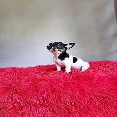 ชิวาวา ขนสั้น 3สี เพศเมีย พร้อมย้ายบ้าน