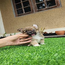 ชิวาวา ขนยาว เพศผู้ พร้อมย้ายบ้าน