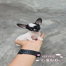 ชิวาวา ขนสั้น เพศผู้ พร้อมย้ายบ้าน