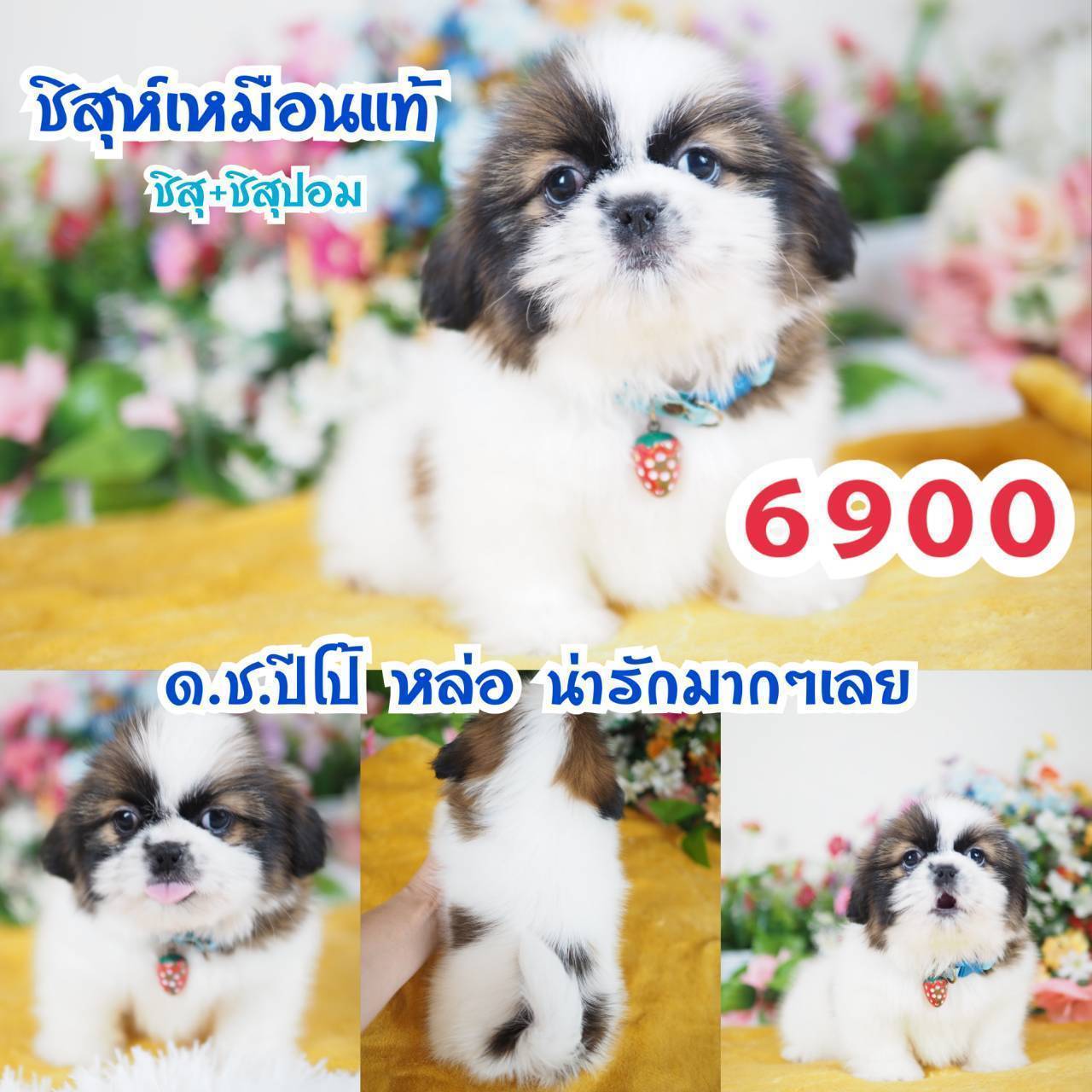 กิ๊ฟซ่าชิสุ จตุโชติ กทม.