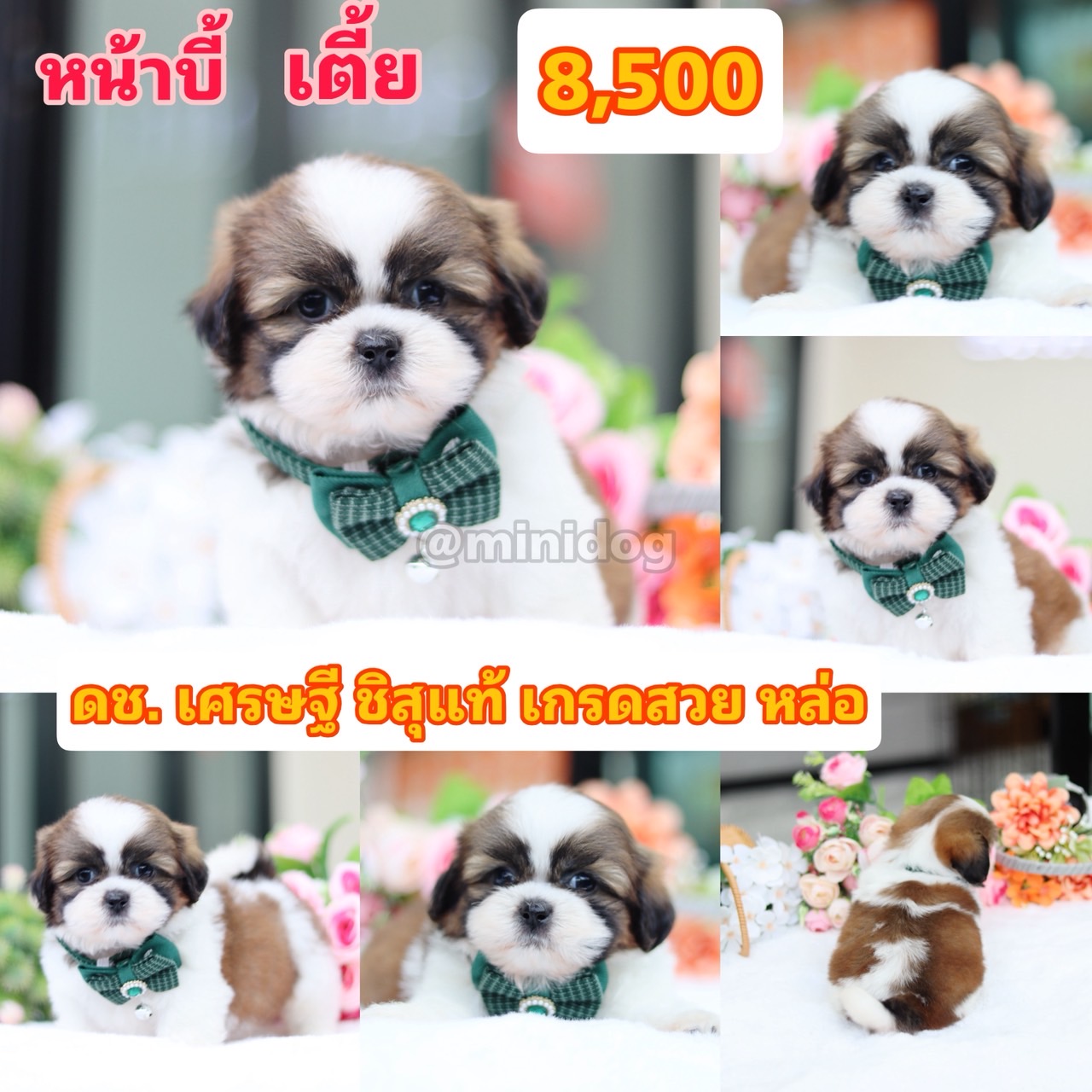 ชิสุแท้เกรดสวย
