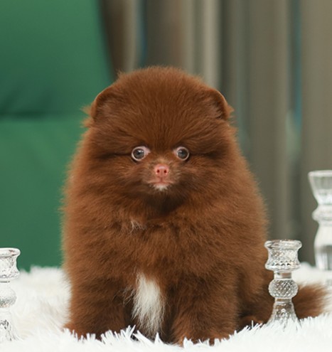 ปอมหน้าหมี ปอมแท้ ปอมเมอเรเนียน HRM-36804 เพศหญิง สีช็อคแทน อายุ 2.5 เดือน ตัวเล...