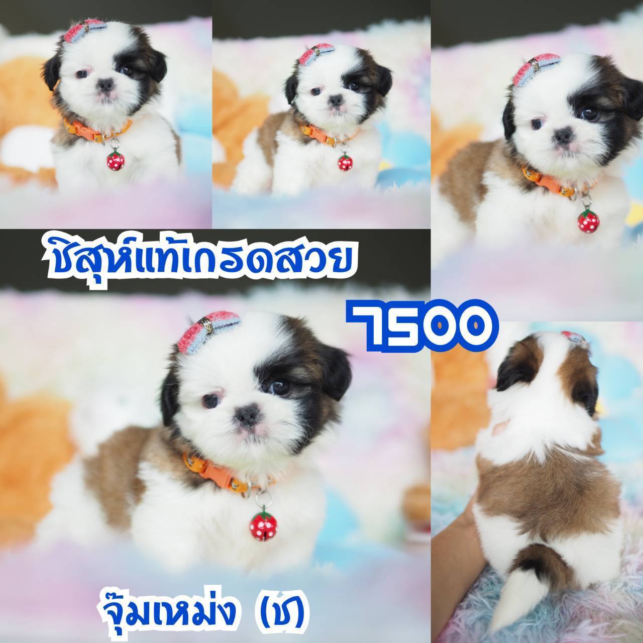 ❤️บ้านกิ๊ฟซ่า ชิสุห์ จตุโชติ สะพานใหม่ บางเขน