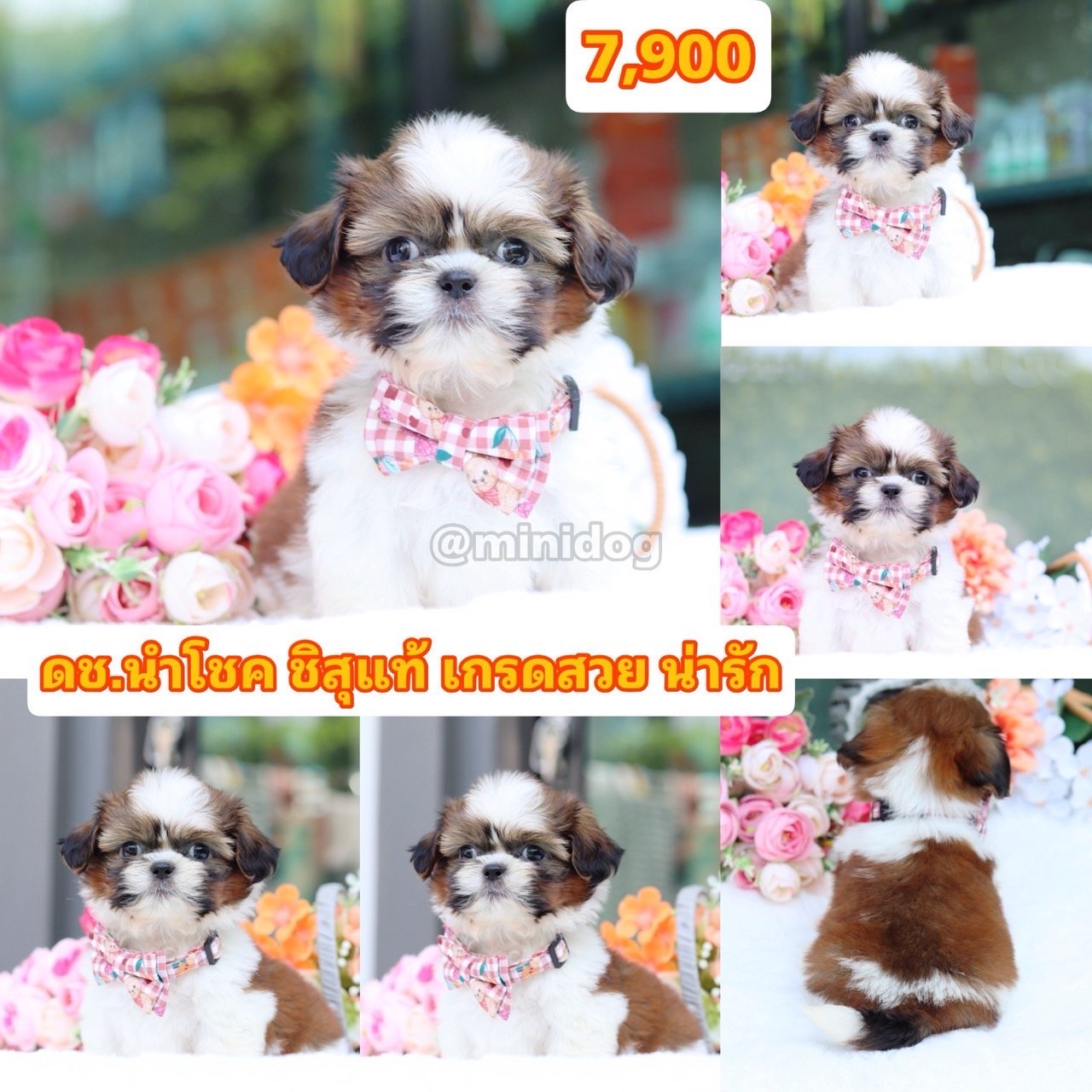 ชิสุแท้เกรดสวย