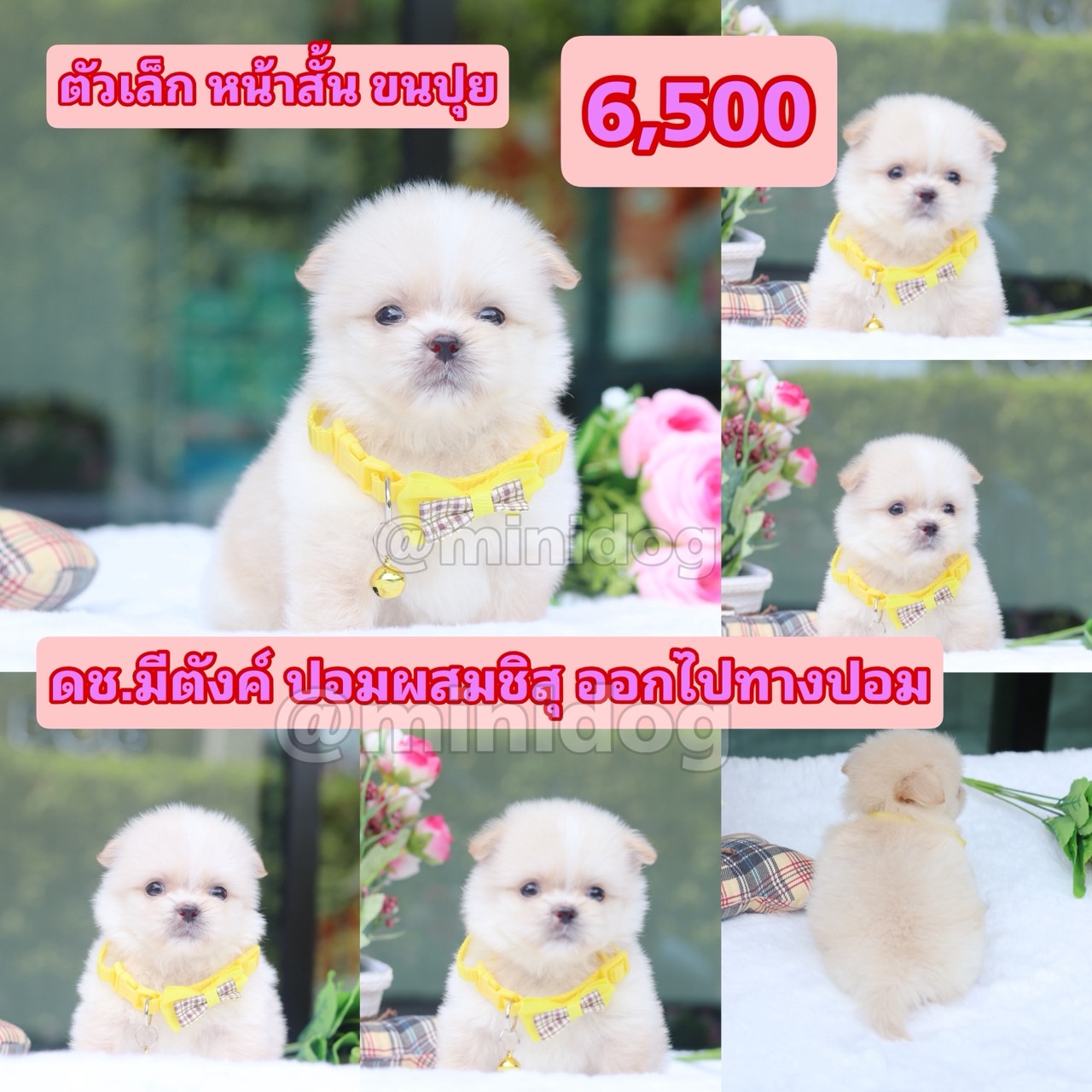 ชิสุผสมปอม