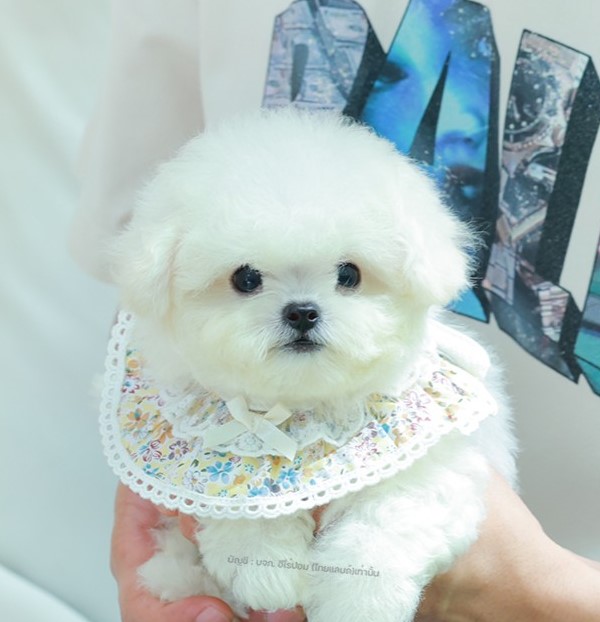 บิซอง ฟริเซ่ BCF-56366 เพศหญิง สีขาว อายุ 2 เดือน ตัวเล็ก ขาสั้น หน้าสั้น ขนแน่น...