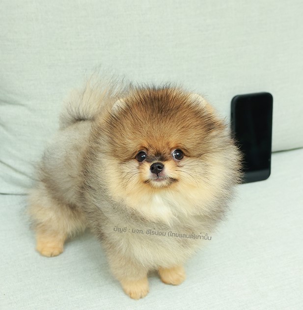ปอมแท้ ปอมหน้าหมี HRM-68393 เพศชาย สีส้ม อายุ 2 เดือน  ขาสั้น ขนแน่น หน้าตาน่ารั...