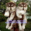 GIANT ALASKAN MALAMUTE FOR SALE (มีคลิป)