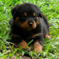 ขายลูกหมาร็อดไวเลอร์ อยู่ จ. อุบลครับ