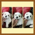 3 หนุ่ม 1 สาว ขาวๆๆอวบๆๆ พร้อมย้ายบ้านครับ