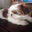 ชิสุห์ เพศผู้ ชื่อน้องซุปเปอร์