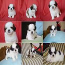 Smalldogland มีลูกสุนัขพันธุ์ชิสุขนาดทอยแท้สีสวยมาร์คสวยเรารับประกันสุขภาพมีบริก...