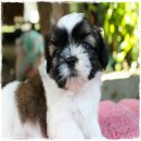 (ปิดการขาย) ด.ช.กาโตว์ มารคกิ้งเป๊ะ สามสีสามตอน พร้อมย้ายบ้านคราฟ