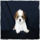 (ปิดการขาย)ด.ญ.ข้าวผัด มารคกิ้งสวย สีน้ำตาลแดง หน้าหวาน จาก Kibzaa (ลดได้/ส่งได้...