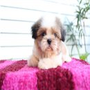 (ปิดการขาย)ด.ญ.คุ้กกี้ หน้าตาน่ารัก ตาโต แบ๋วมากค่ะ หน้าหวาน ขาสั้น จาก Kibzaa