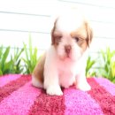 (ปิดการขาย)ด.ช.ปิงปอง หล่อ มารคกิ้งสวย จมูกน้ำตาล น่ารักสุดๆ จาก Kibzaa