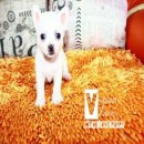 !!SALE!!ชิวาวา ขนยาว-ขนสั้น ลดราคาเหลือ 3,900 บาท<<