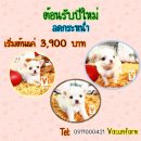 !!ต้อนรับปีใหม่!!ชิวาวา ขนสั้น-ยาว ลดราคา เริ่มต้นที่ 3,900 บาท