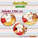 !!ตอนรับปีใหม่!!ชิวาวา vasfarm ลดราคา เริ่มต้นเพียง 3,900 บาท<<<