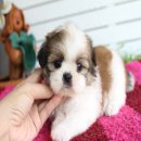 ด.ญ.ถุงแป้ง ตาโต ไซค์เล็ก น่ารัก กะทัดรัด มากค่า