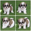 ปิดการขาย-Label ชิสุทอยแท้เพศเมียอายุเกือบ 2 เดือนพร้อมรับประกันสุขภาพเรามีบริกา...