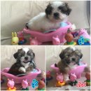 ชิสุ ไซด์ทอย หาบ้านใหม่จ้า