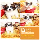 !!รับสงกรานต์!!ชิวาวา Vasunfarm เริ่มต้นเพียง 3,900 บาท<<<