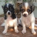 ขายลูกชิวาวา ขนยาว วัยกำลังน่ารัก 