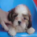 ขายชิสุสวยๆเพศผู้ และเมีย