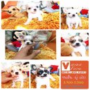 !!Vasunfarm!!ชิ ขนสั้น-ยาว น่ารักๆ เริ่มต้นที่ 3,900 บาท<<<