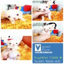 !!Vasunfarm!!ชิ ขนสั้น-ยาว น่ารักๆ เริ่มต้นที่ 3,900 บาท<<<<<<