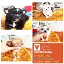 !!Vasunfarm!!ชิ ขนสั้น-ยาว น่ารักๆ เริ่มต้นที่ 3,900 บาท<<<<<<