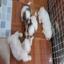 💖บ้าน Kibzaa 💖จองไว...จัดไป 3900 ค่า จาก 4200 😍😍...