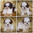 ชิสุพันธุ์แท้🐶🐶2สาวกับอีก2หนุ่มหล่อพร้อมย้ายบ้านมีบริการจัดส่งเร...