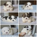 ลูกชิสุพันธุ์แท้ฟอร์มสวยน่ารักผู้5เมีย1ตัวคอกใหม่พร้อมย้ายบ้านได้แล้วนะจ้ามีบริก...