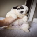 น้องโป้งชึ่ง ชิสุแท้เพศผู้ รอบ้านใหม่นะจ้า น่ารักกินเก่งแข็งแรงมากๆ