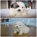 ว่าง2หนุ่มจ้า ชิสุแท้เพศผู้การันตีความน่ารัก ซน ขี้อ้อน กินเก่งมาก มีบริการส่งจ้...