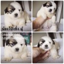 Smalldogland🐶น้องโป้งชึ่งชิสุแท้เพศผู้อายุเกือบ2เดือนมีบริการส่งน้องหมาจ...