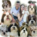 Kibzaa Shihtzu 《 จำหน่ายสุนัขสายพันธ์ชิสุห์แท้ 》💥ประสบการณ์กว่า 8 ปี&#...