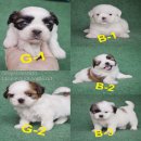 Shihtzu🐶🐶🐶ชิสุพันธุ์แท้เกรดสวยพร้อมบริการจัดส่งแล้วนะครั...