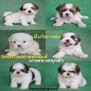 🐶🐶🐶ลูกชิสุพันธุ์แท้ท้อปเกรดฟอร์มสวยหน้าบี้แข็งแรง>>...