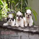 SMALLDOGLAND🐶🐶🐶ชิสุแท้น่ารักหน้าบี้ฟอร์มสวยขนแน่นแข็งแรง...