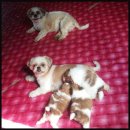 เปิดจองครับ หาเจ้านายใหม่ใจดีครับ ชิสุห์แท้ เพศเมีย 3 ตัว อายุ 45 วัน สนใจโทรสอบ...