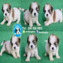 Smalldog ลูกชิสุแท้เพศผู้หนุ่มน้อยสุดหล่อว่างตัวสุดท้ายการันตีสุขภาพมีบริการส่งค...