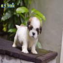 ด.ช รถถัง ชิสุแท้💯%ผู้ตัวเล็กน่ารักสีสวยกินเก่งสุขภาพดีมีบริการส่งทั่วไท...