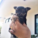 ชิวาวาขนยาวเพศผู้ 3900 บาท