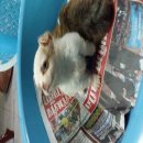 จองชิวาวาคอกใหม่ค่ะ ดช.2 ญ.1 พันธุ์แท้ ขนยาว หน้าสั้นดั้งหัก