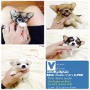 SALE ชิวาวาขนยาว ผู้-เมีย ทีคัพ เริ่มต้น 3,900 บาท<<<<<