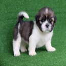 ชิสุแท้ เพศผู้ มาร์คสวย สุขภาพดี