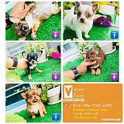 !!ชิวาวา ทีคัพ!!ชิวาวา ทีคัพ จำนวน 5 ตัวเริ่มต้น 3,900-6,900 บาท--------